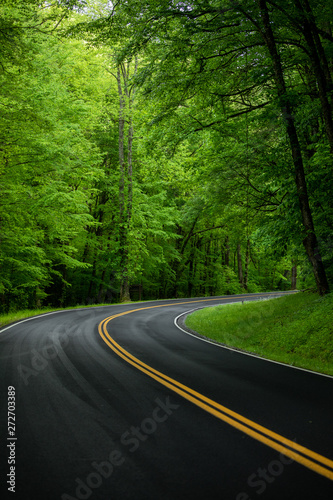 Road in forest. Tennessee. USA