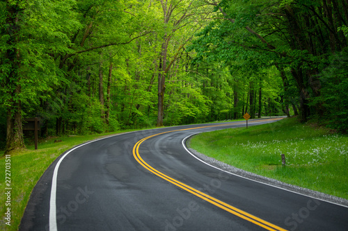 Road in forest. Tennessee. USA