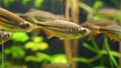 closeup of a giant danio fish swimming in the aquarium, tropical minnow specie from the rivers of Asia photo