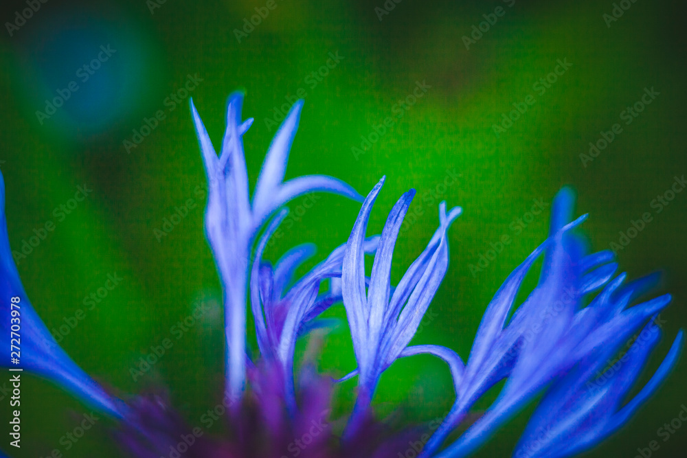 Fototapeta premium flowers on blue background