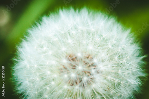 dandelion on green background