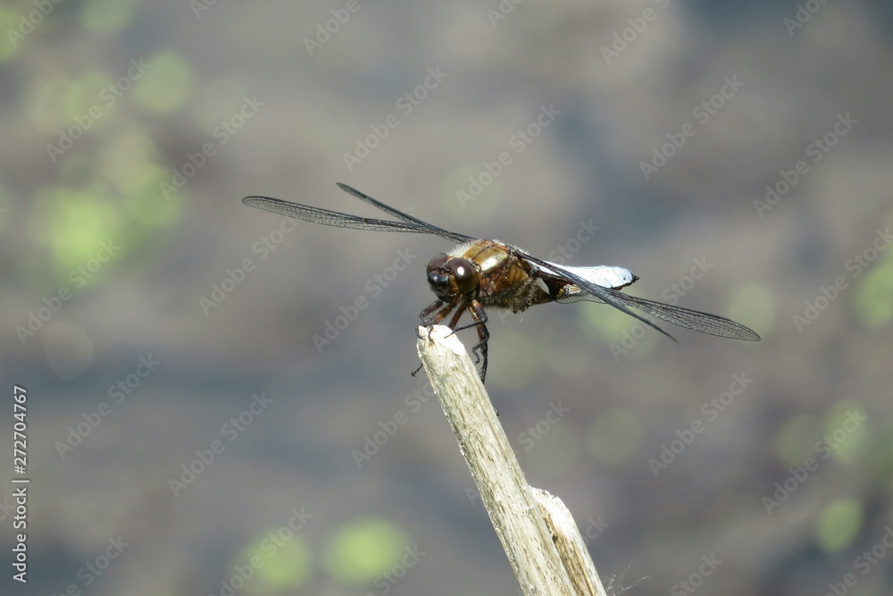 Blue dragonfly on pond background, closeup Blue dragonfly on pond background, closeup
