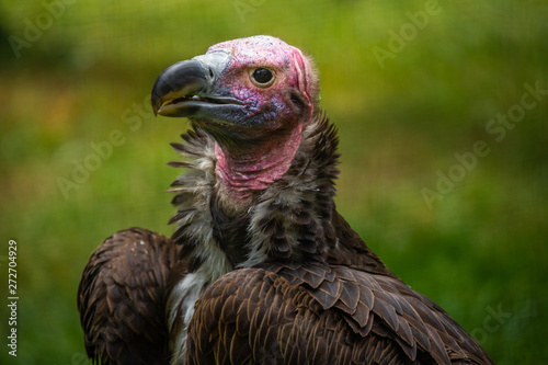 Vulture head close up. Florida. USA. 