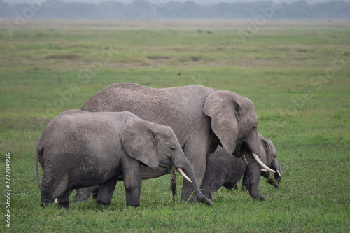 Elephant family roaming in Amboseli National Park  Kenya 