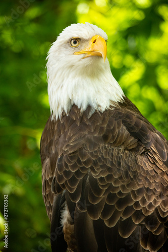 Bald eagle bird. Wildlife. USA