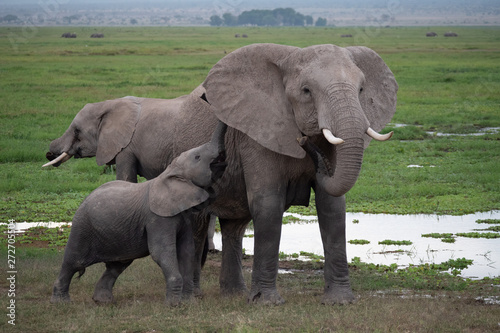 Elephant family roaming in Amboseli National Park  Kenya 