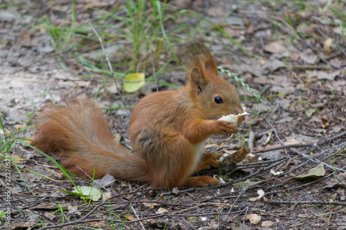 Red squirrel eats a treat in the park. Animals