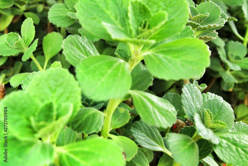Plectranthus Amboinicus plant in the garden Plectranthus Amboinicus plant in the garden