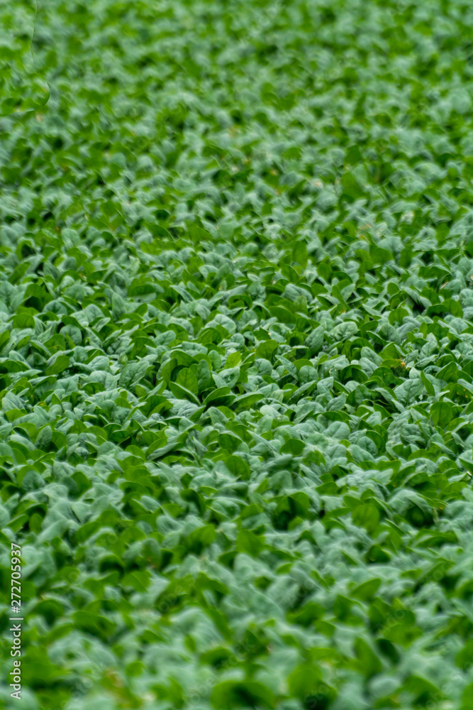 Food background with growing green baby spinach leaves Food background with growing green baby spinach leaves