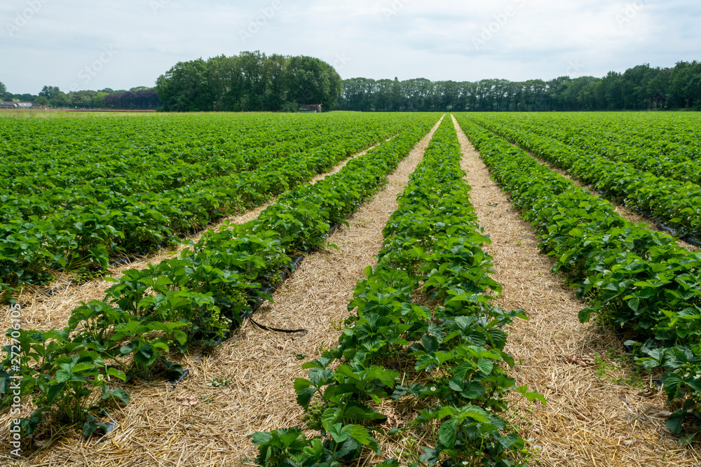 Strawberry fields, strawberry plants in rows growing on  farm on open air
