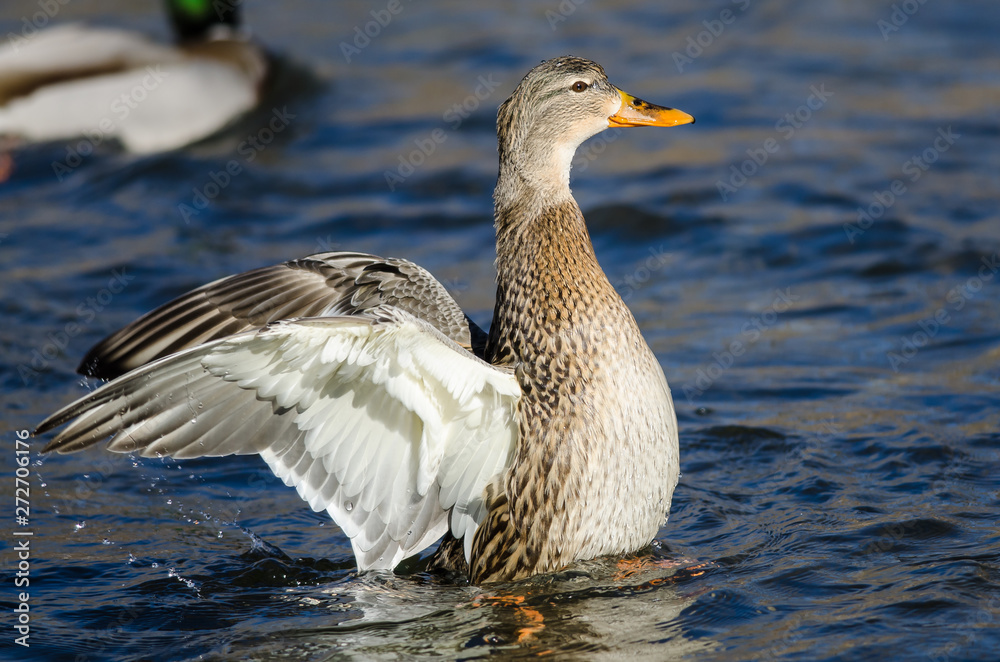 Fototapeta premium Mallard Duck Stretching Its Wings While Resting on the Water