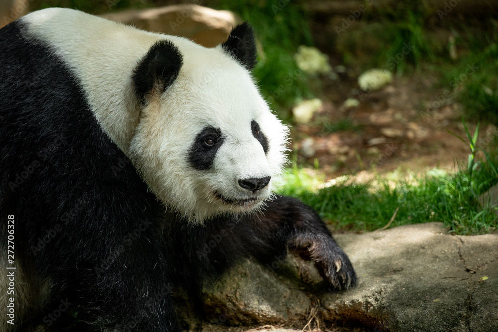 Panda front face bear. Wildlife. China. 