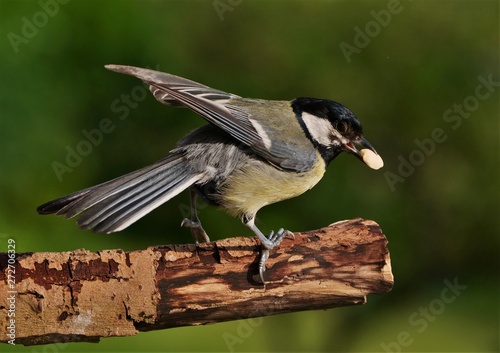 Kohlmeise in Action