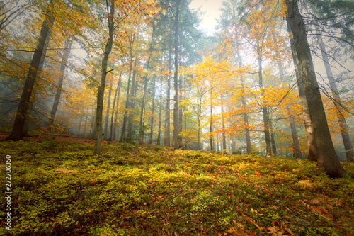 Morning sunny colorful autumn season beech forest landscape.
