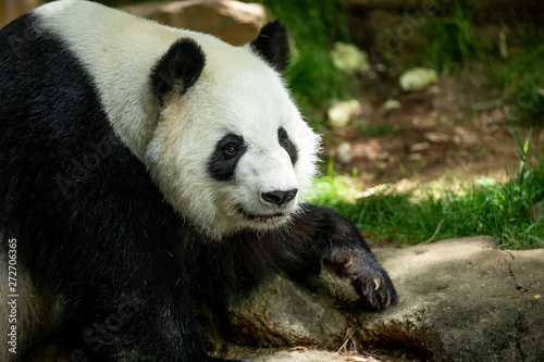Fototapeta Naklejka Na Ścianę i Meble -  Panda front face bear. Wildlife. China. 