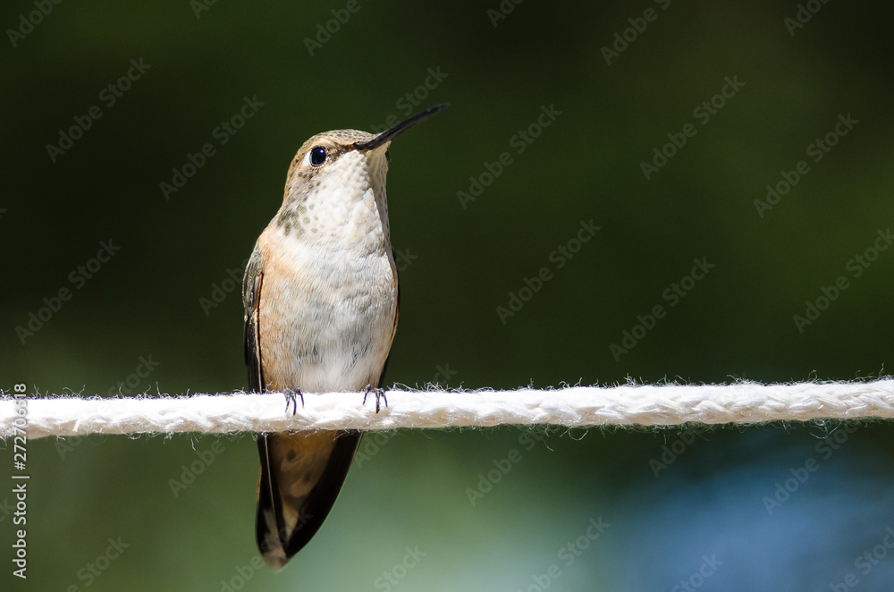 Obraz premium Rufous Hummingbird Perched on a Piece of White Clothesline