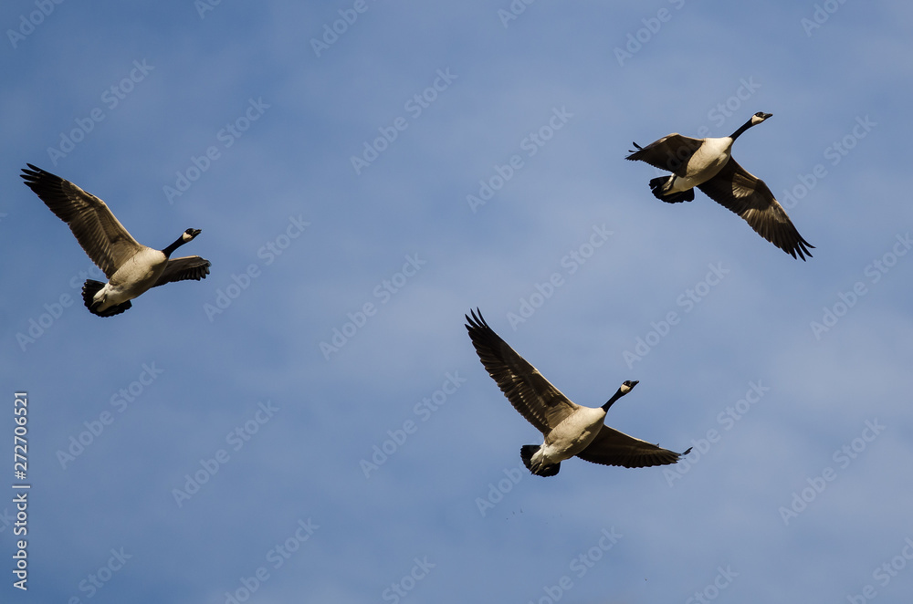 Obraz premium Three Canada Geese Flying in a Blue Sky