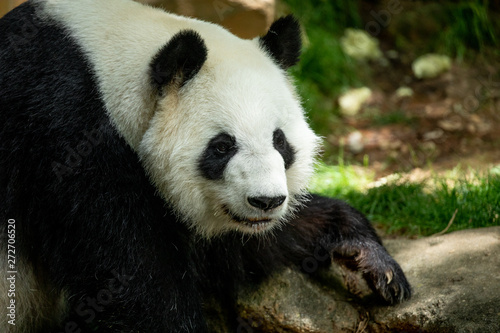 Panda front face bear. Wildlife. China. 