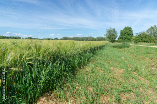 green wheat field with immature grain and blue sky