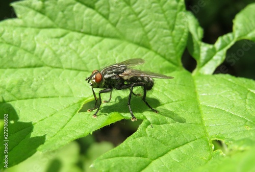 Black fly on green leaf in the garden, closeup