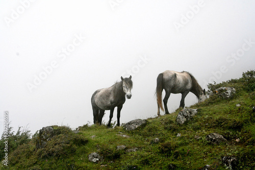 Gray Horses at Everest old Basecamp Trek