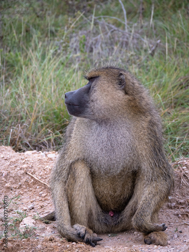 Male Baboon in Amboseli National Park, Kenya