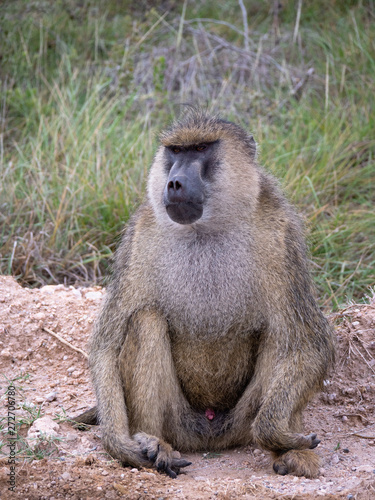 Male Baboon in Amboseli National Park, Kenya