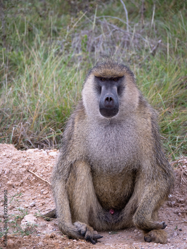 Male Baboon in Amboseli National Park, Kenya Male Baboon in Amboseli National Park, Kenya