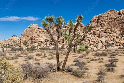 A Joshua Tree in Joshua Tree National Park, with a rocky landscape behind