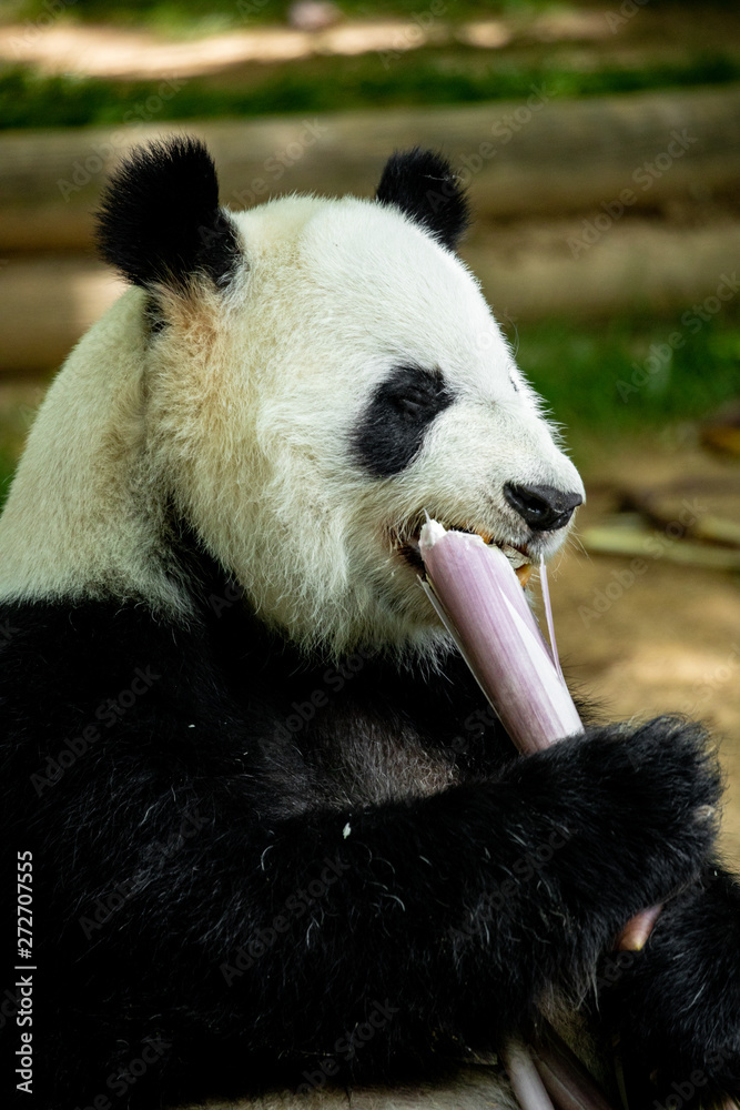 Fototapeta premium Panda bear eating bamboo. Wildlife. 