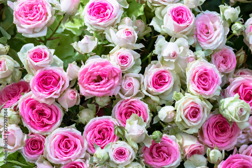 Strauß mit weiß rosa Rosen Strauß mit weiß rosa Rosen