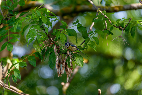 Blue tit in a tree
