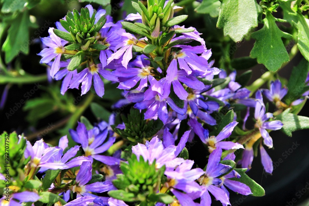 Fototapeta premium Scaevola Aemula flowers in the garden