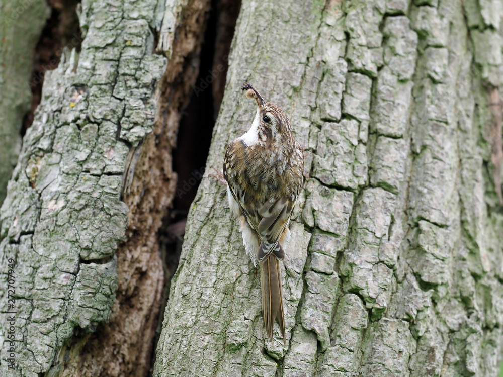 Obraz premium Treecreeper, Certhia familiaris