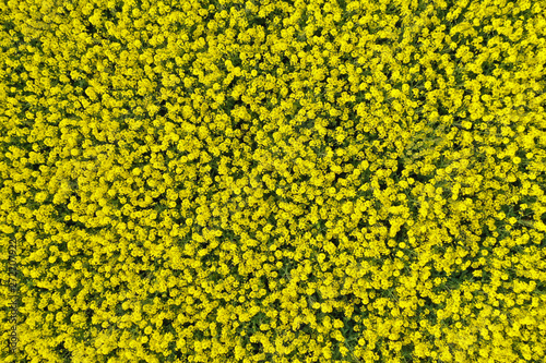 Aerial top down view on yellow field of blooming rapeseed with good for textures