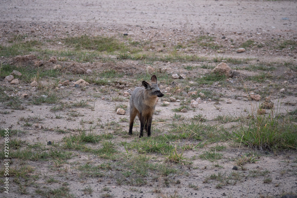Bat-eared fox in Amboseli National Park, Kenya Bat-eared fox in Amboseli National Park, Kenya