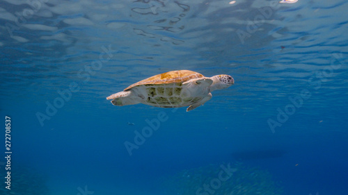 Green Sea Turtle in shallow water of the coral reef in the Caribbean Sea around Curacao