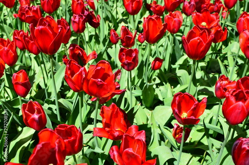 flowers in the garden