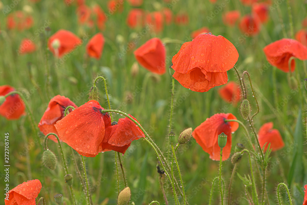 Obraz premium Beautiful red shining poppies after a thunderstorm. Rain drops on the flowers