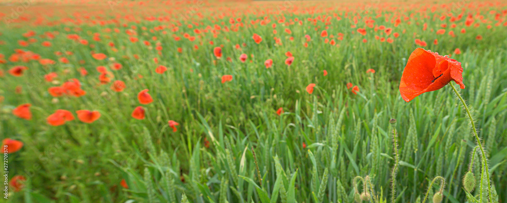 Fototapeta premium Beautiful red shining poppies after a thunderstorm. Rain drops on the flowers