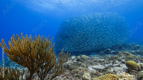 Bait ball in coral reef of Caribbean Sea around Curacao at dive site Playa Piskado