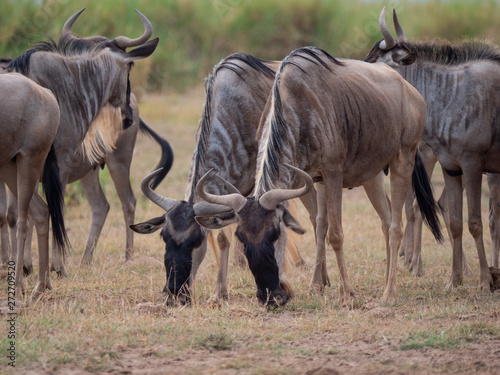 Wildebeest roaming in Amboseli National Park, Kenya
