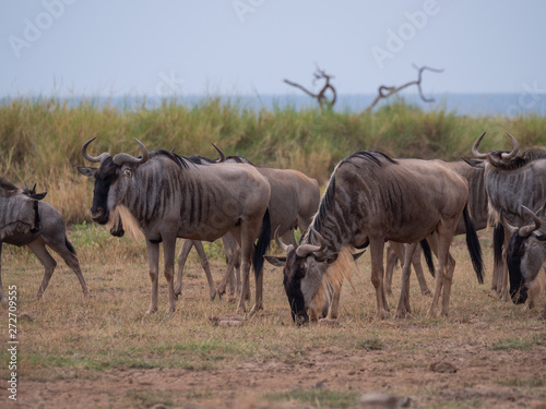 Fototapeta Naklejka Na Ścianę i Meble -  Wildebeest roaming in Amboseli National Park, Kenya