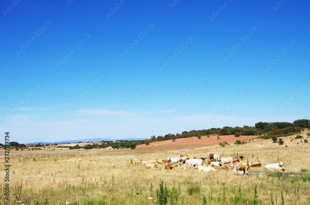 cows in field, alentejo landscape, Portugal