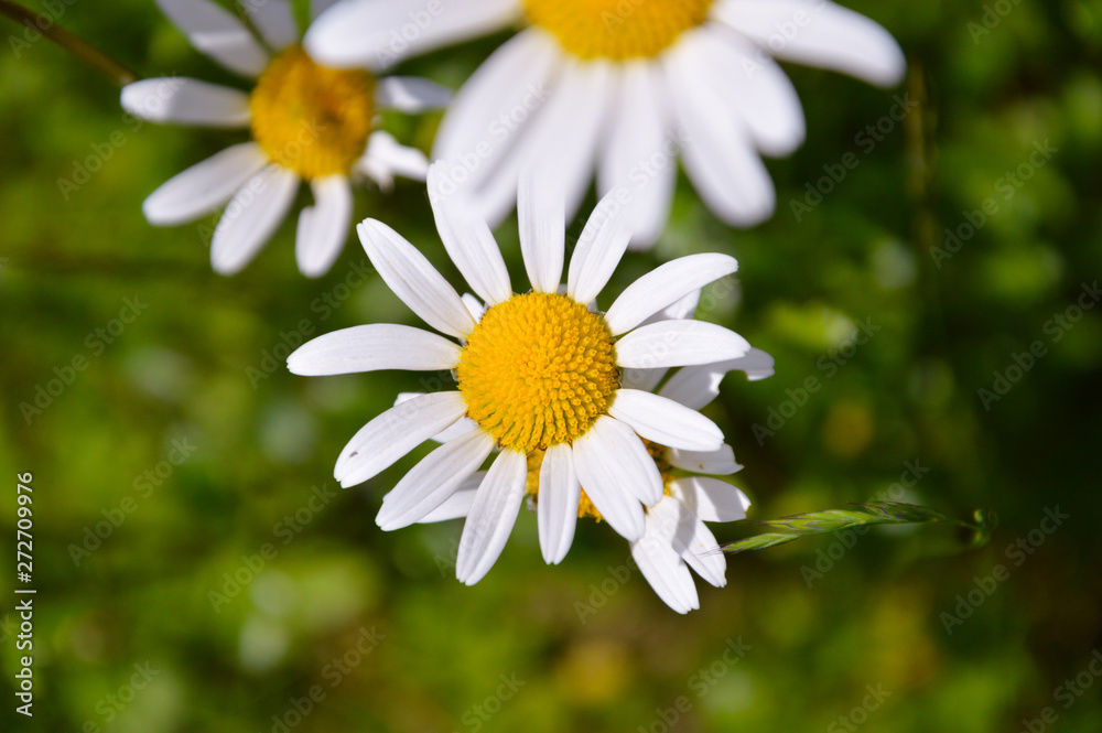 Fototapeta premium white daisy flower with sunlight in the garden