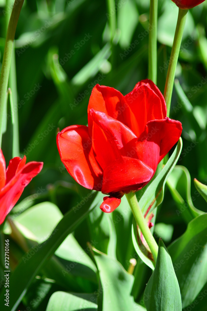 Naklejka premium field of red tulips
