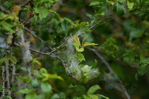 Tree illness with caterpillars eating tree leaves. Worms on green tree leaves. Eaten leaf. © inguunal