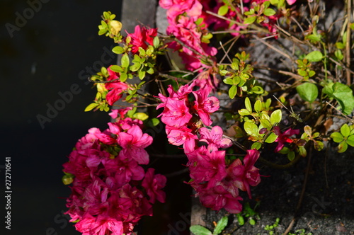 flowers in the garden