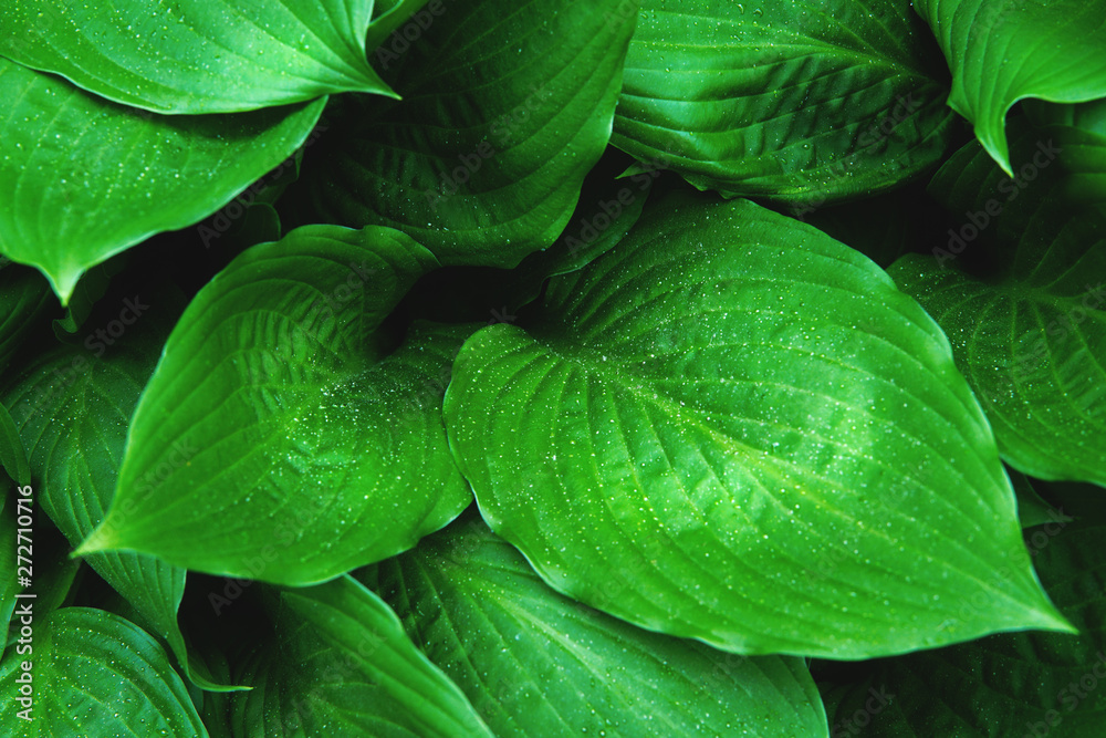 Obraz premium Fresh green foliage with raindrops. Close up.