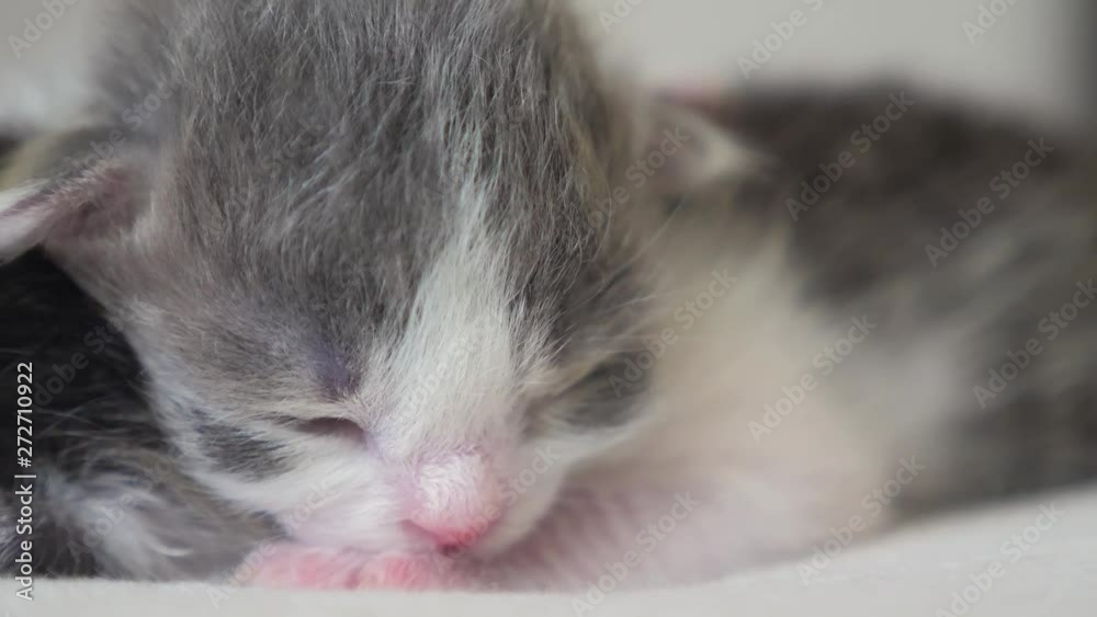 funny video two cute newborn kittens sleep teamwork on the bed. pets concept pets concept. little lifestyle cats striped sleep on a friendship and love white background funny video two cute newborn kittens sleep teamwork on the bed. pets concept pets concept. little lifestyle cats striped sleep on a friendship and love white background